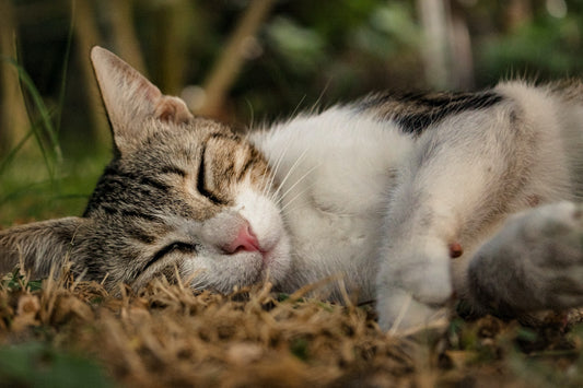 American Shorthaired Cat, American Shorthaired Cat Breed