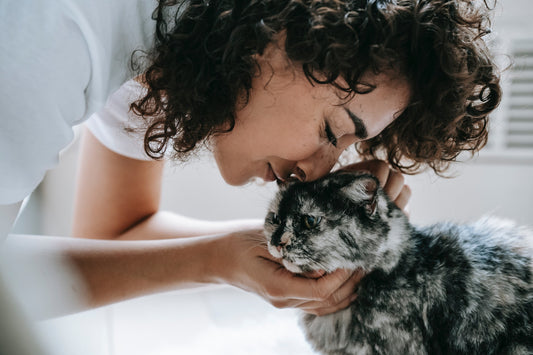 Cat being cared for. Cat Nail care. Cat love