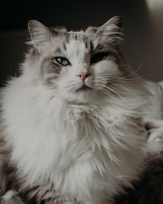 Grey Ragdoll Cat Breed Blue Eyes black background