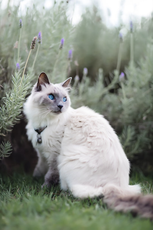 Siamese Cat, Siamese cat breed, Siamese with blue eyes