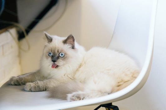 White RagDoll Cat, Ragdoll Cat Breed, Cat Breeds