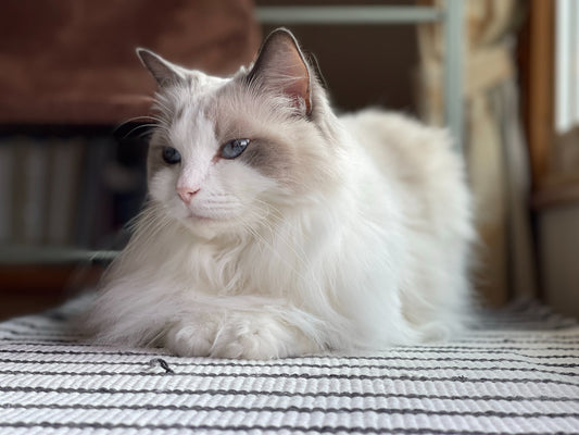 White Ragdoll Cat, White and black rug, Kitten, Cat